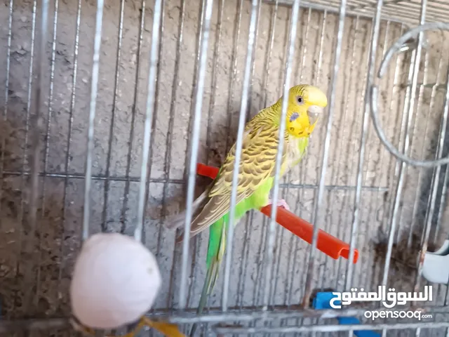 عصافير حب للبيع عدد 9