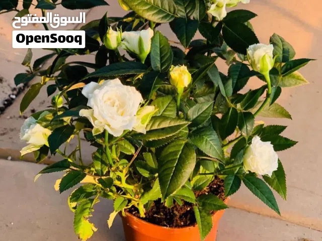 شتلات زراعية للبيع