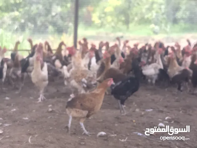 دجاج عماني فرنسي