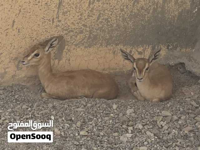 gazelle damani