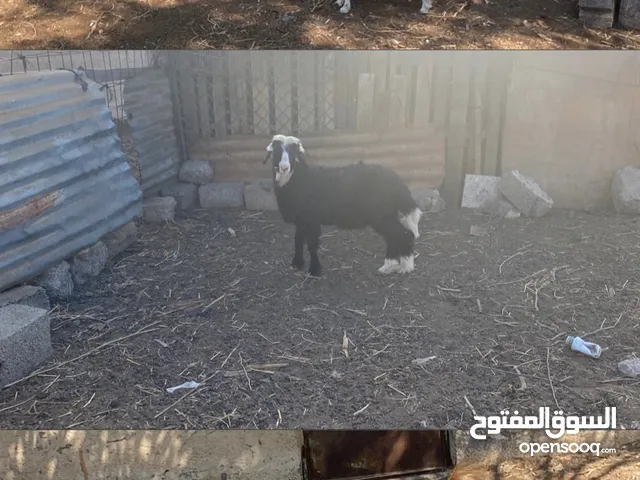 للبيع حمله وحمل وصخله