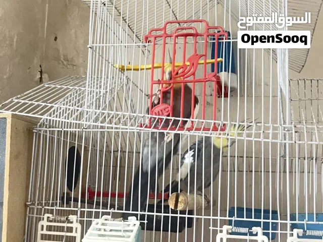 عصافير كوكتيل