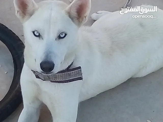 انثى هاسكي لون ابيض تجيد العب العمر 18شهر