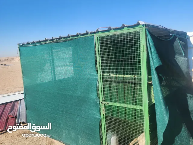 اقفاص نظاف