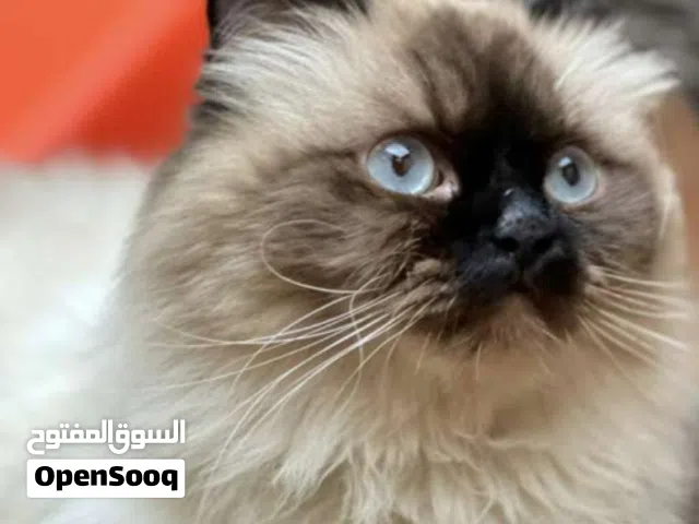قطه للبيع نوع هملايا  أنثى  العمر 7اشهر السعر 100 وبيها مجال مكان بصره