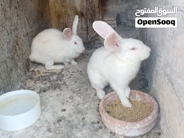 جوز فرنسي نخب