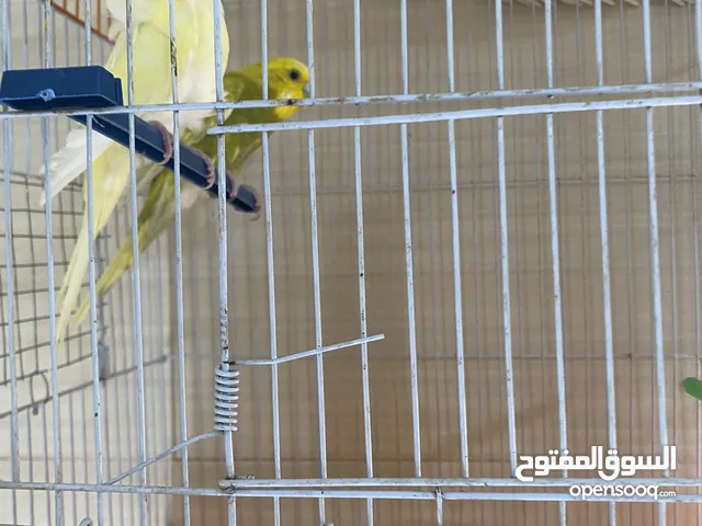 جوز طير حب جاهزين للتزاوج والانثي نادر مع القفص والاكل