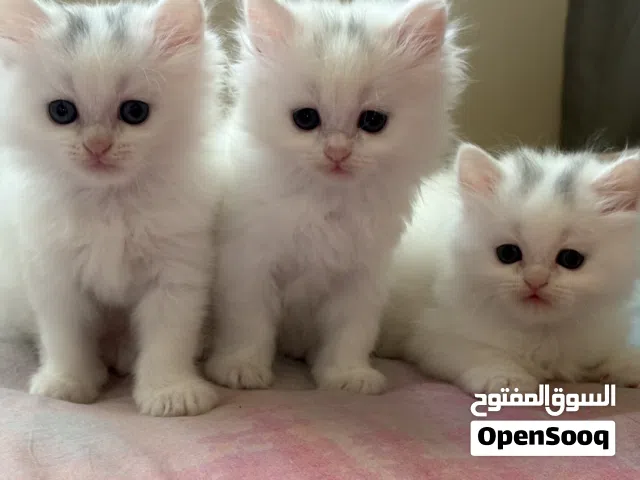 Persian Kittens for Sale -02 months old