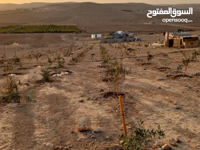 Farm Land for Sale in Mafraq Thaghrat Al-Gub