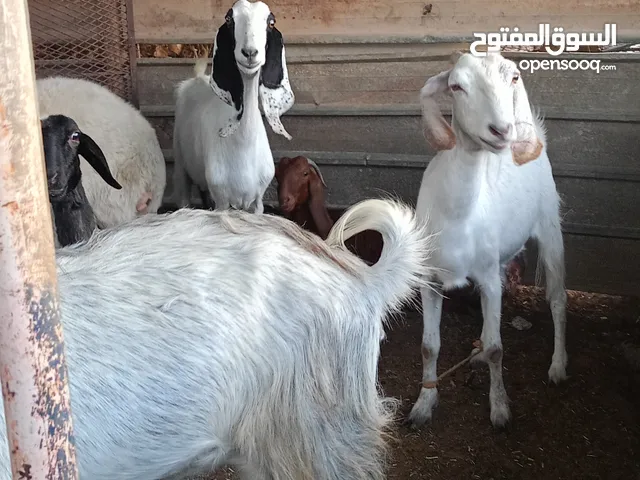 معزات ربي ابارك