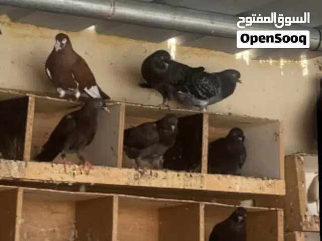 كويتي +برمنجهام+كشكي  الوصف