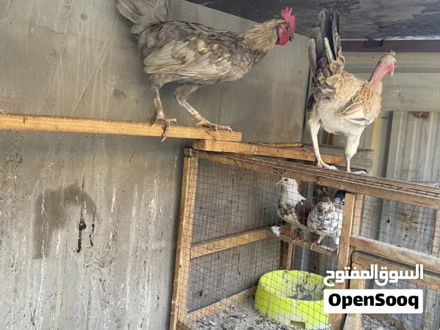 ديج ودجاجه كويتيات