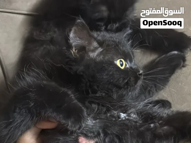 قطط شيرازيه للبيع