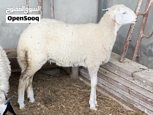 حوليه هجين مكانه مصراته