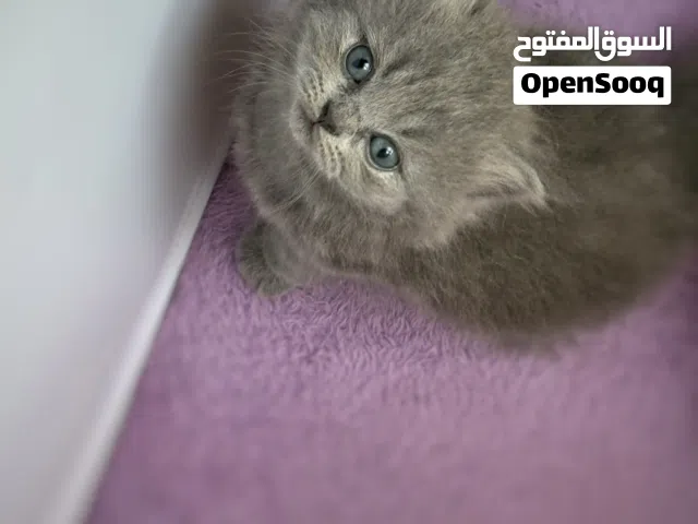 قطة بريتش لونج هير