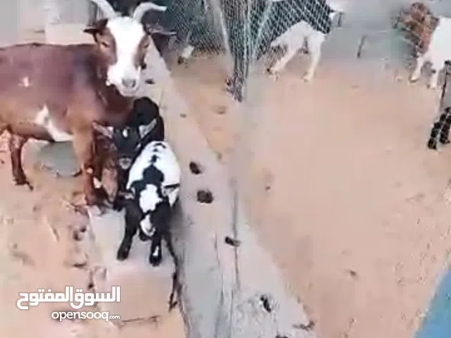 ماعز قصير القامه