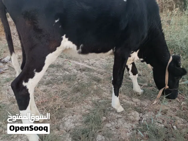 بجر اضروبت استرالي لبيع عمر سنتين البصره شط العرب الجزيره