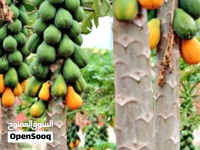 فيفاي عماني