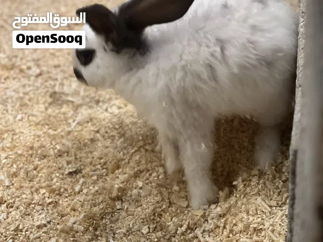 السلام عليكم