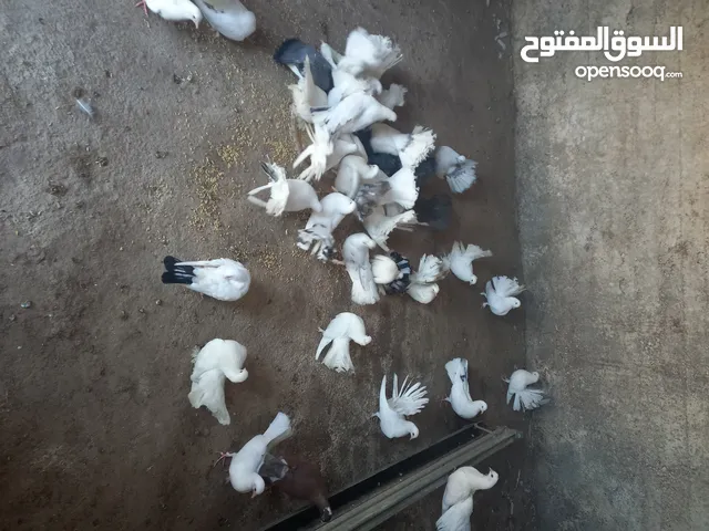 طيور حمام هزاز وكرينقوا