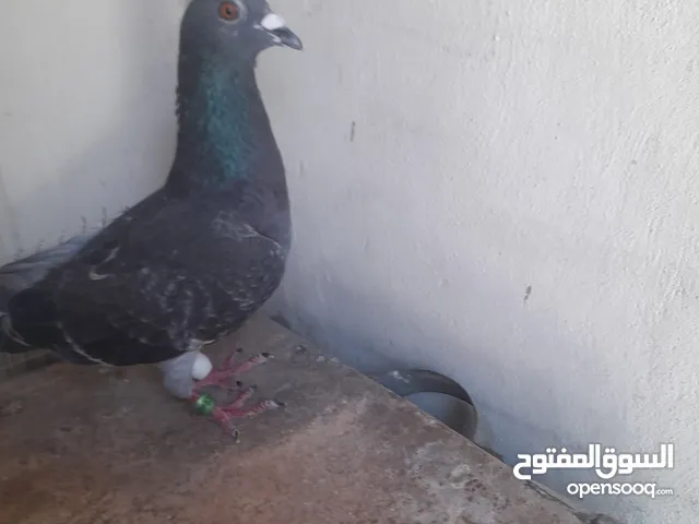 للبيع خم حمام حديد بسعر مغري مع طيور حمام ذكوره قياس الخم متر وعشرين بمتر ونص
