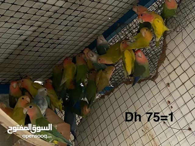 لافبيرد