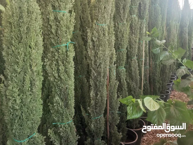 مؤسسة ربوع بلادي الزراعيه