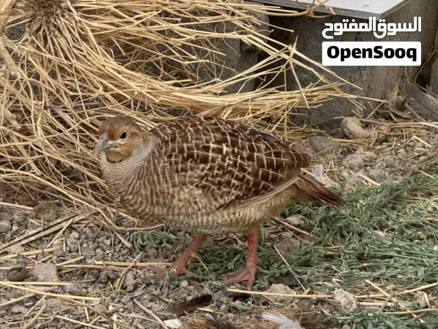 صفار باكستاني جامبو حجم كبير ذكور فقط