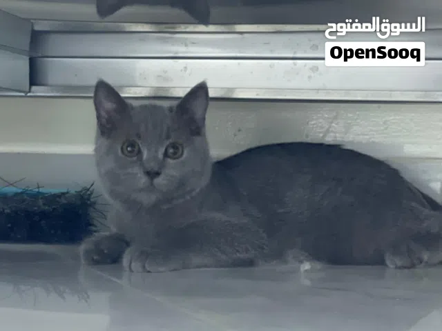 برتش شورت هير British Shorthair