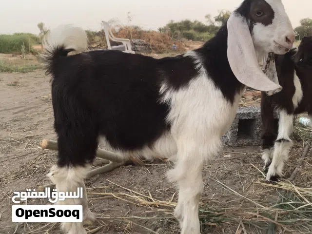 تيس تهجين حجازي رويان حليب فول سمنة