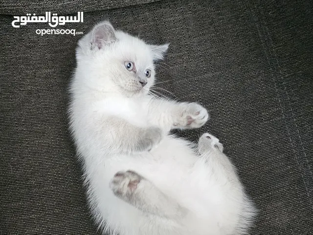 قطط منتشكن