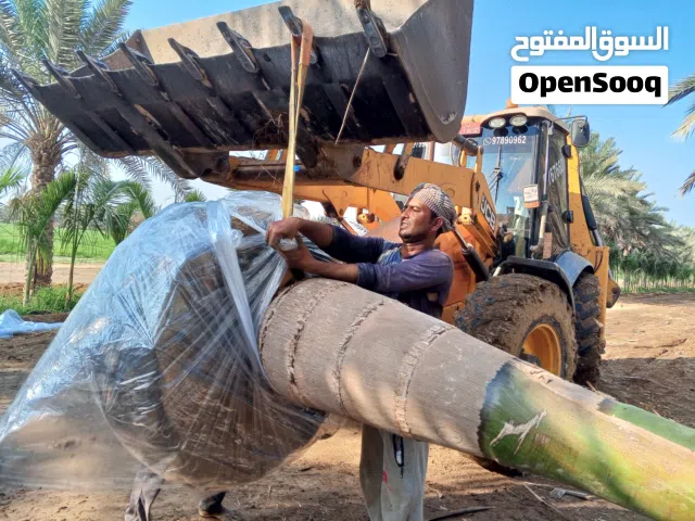 رويال بالم ومثمر وزرينه وظلي