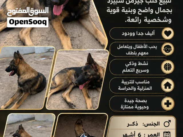 للبيع كلب جيرمن