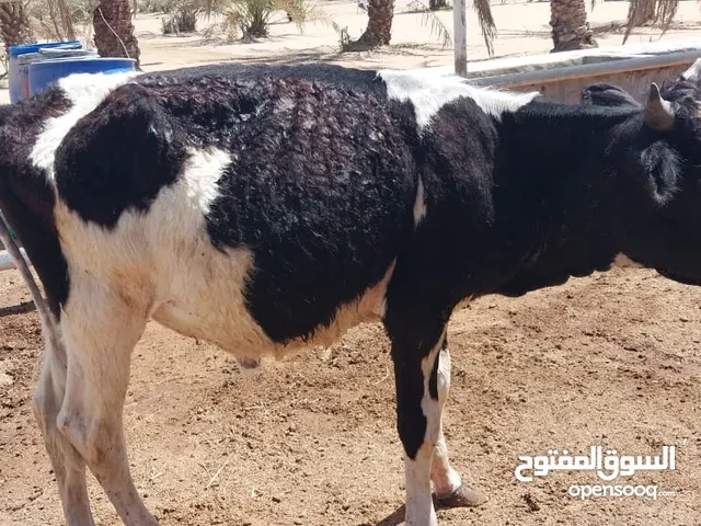 عجل هولندي للبيع
