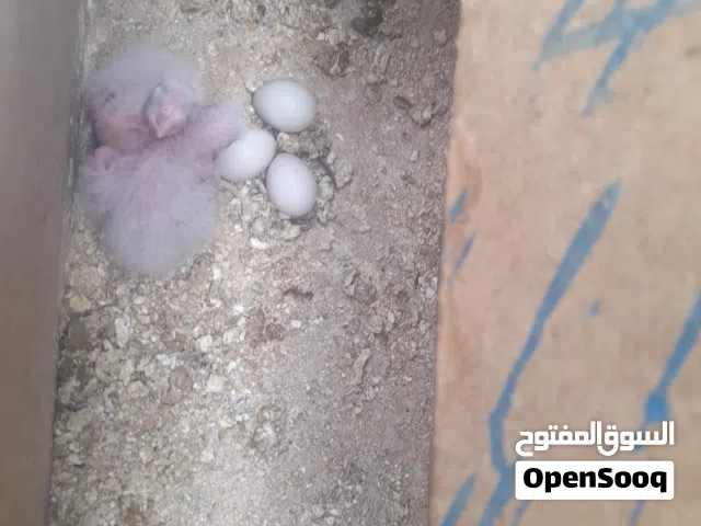 متاح زوج وياهن فراخ نكليزي 2