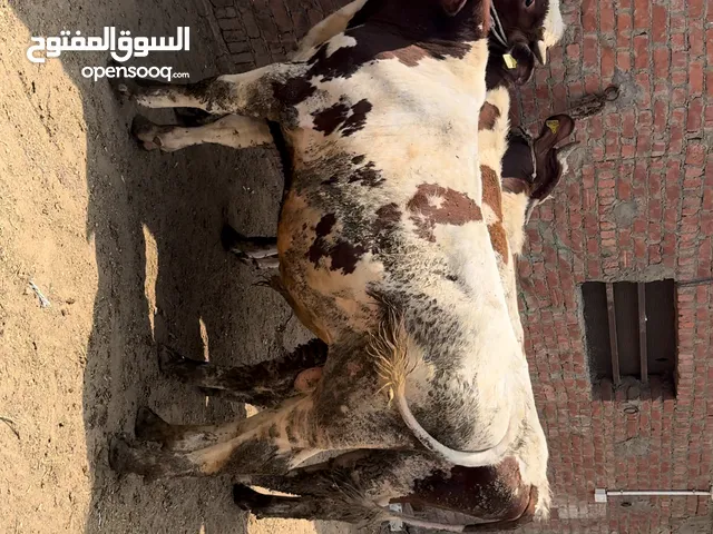مزرعة حسين فتح الباب للإنتاج الحيواني