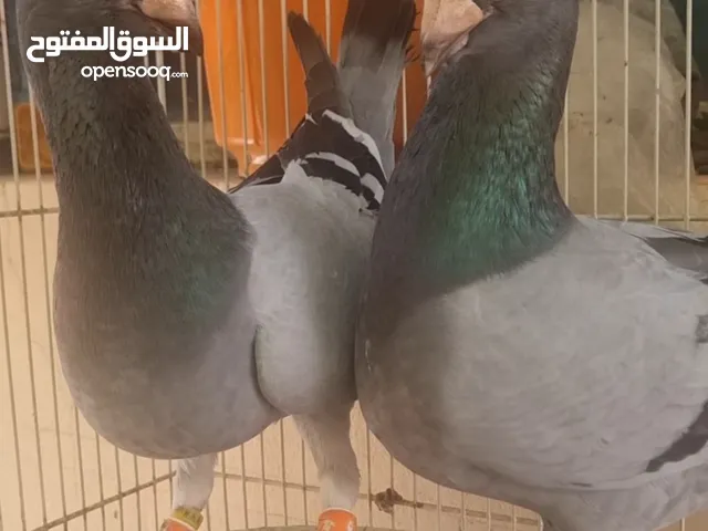 أزواج هومر للبيع