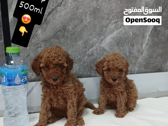 teacup poodle Abu dhabi, dubai