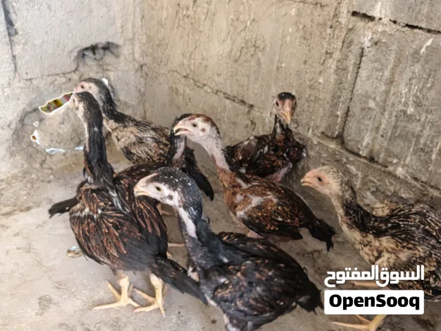 تفاصيل بالفيديو ناشره فروجات هنديات