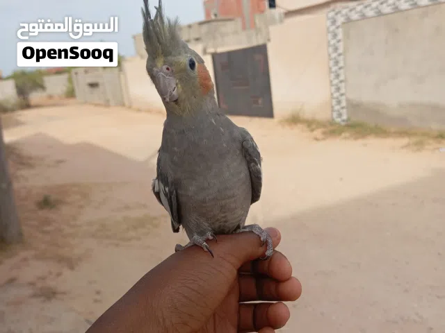 ببغاء كوكتيل حبشي امروض للبيع