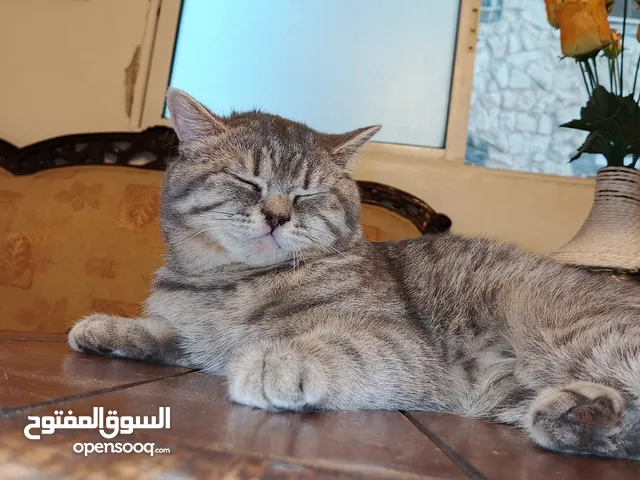 قط ذكر سكوتش فولد للبيع
