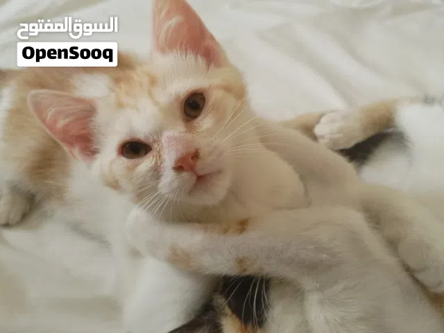 قط ذكر عمر 3 شهور للتبني مجانا