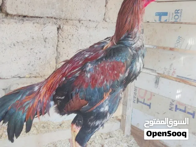 ديج هندي هراتي للبيع