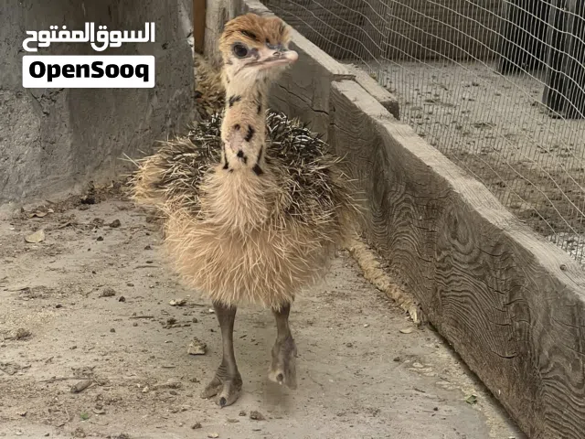للبيع نعامه افريقي