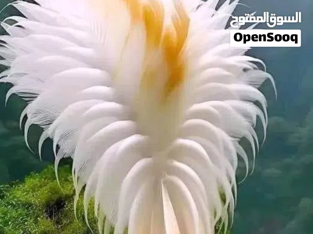 مطلوب انتاج كناري ذكوره مغاليظ علي اليورك