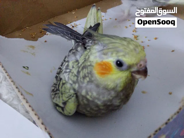 فرخ كوكتيل ايزابيل زق يدوي عمرو شهر