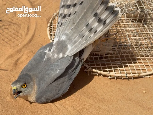 للبيع باز الكلام تحت