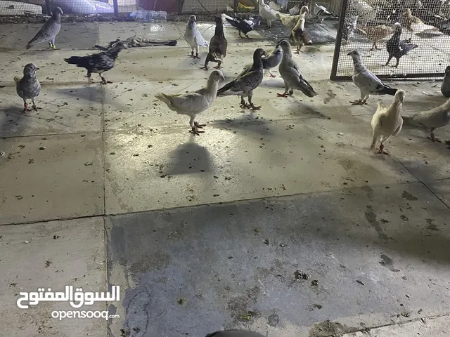 حمام سوري للبيع