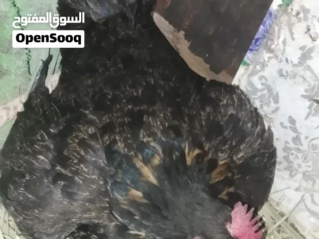دجاجه كافه للبيع