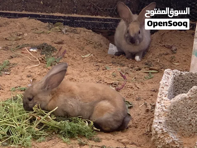 أرانب هجين العمر خمسة شهور حاليا